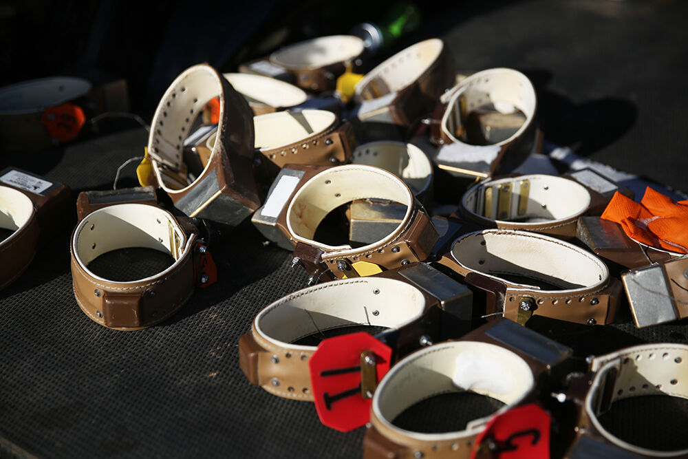 Radio, GPS collars were used to track and observe the deer over the course of the study